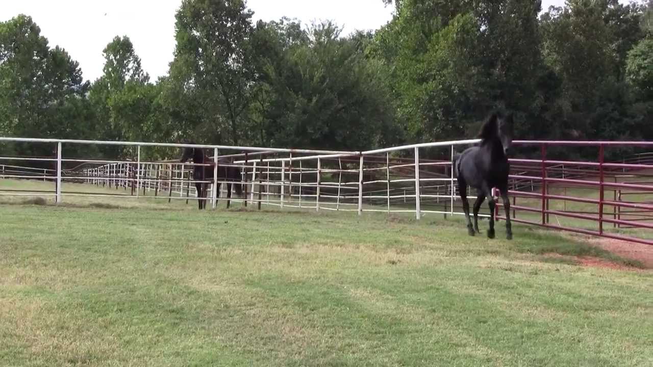 Vy Amore Bey Midnight Black Arabians For Sale