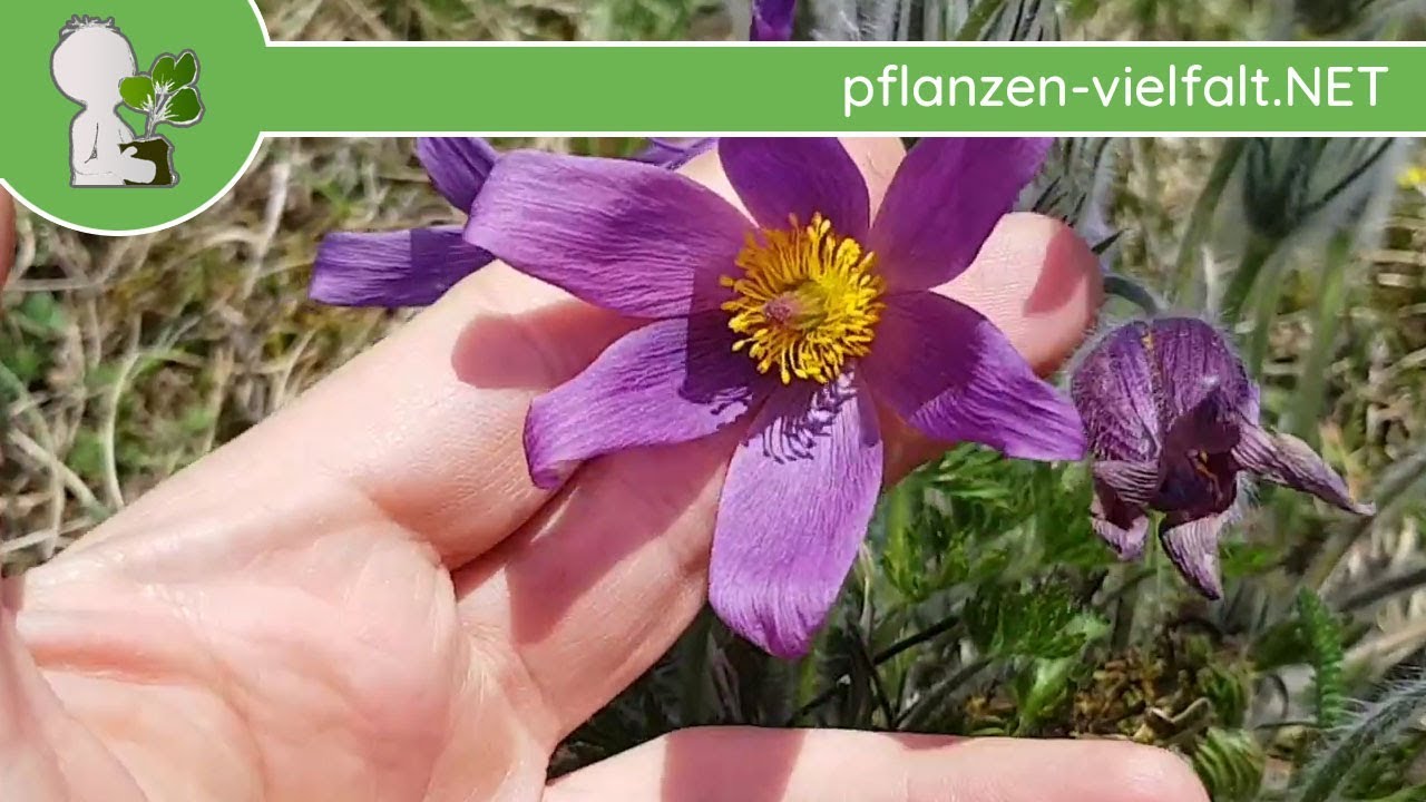 Gewöhnliche Kuhschelle - Blühne Exemplare - 08.04.18 (Pulsatilla vulgaris)