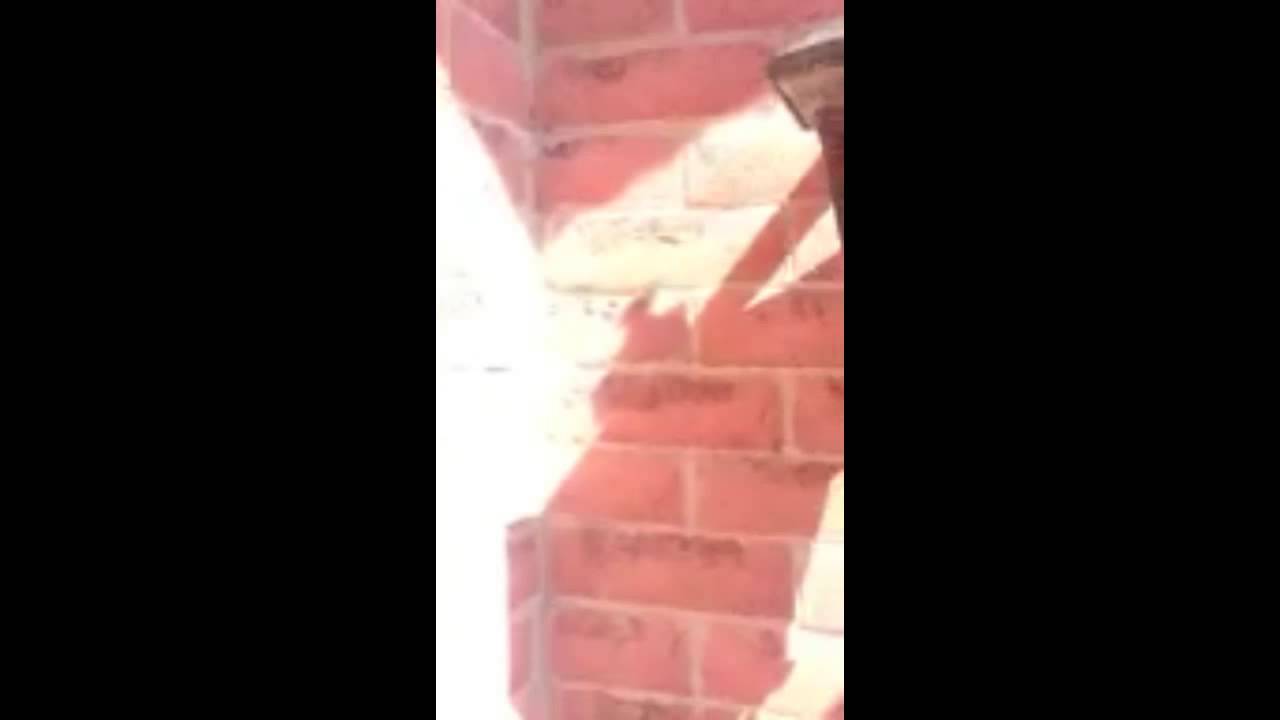 Bat Control - Signs of Bat Entry