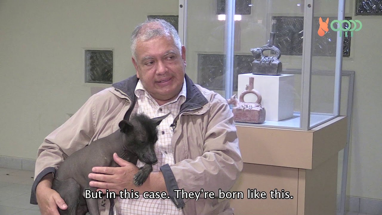 « EL PERRO SIN PELO DEL PERÚ » en el tour « Madre Tierra » Parte 3 - VO/EN