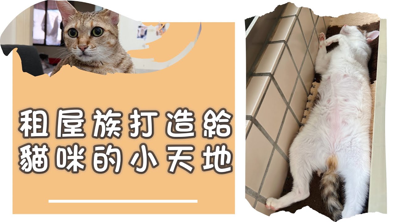 租屋族打造給貓咪的小天地，不破壞房子，人貓共生的環境，新家room tour｜《家有六貓》