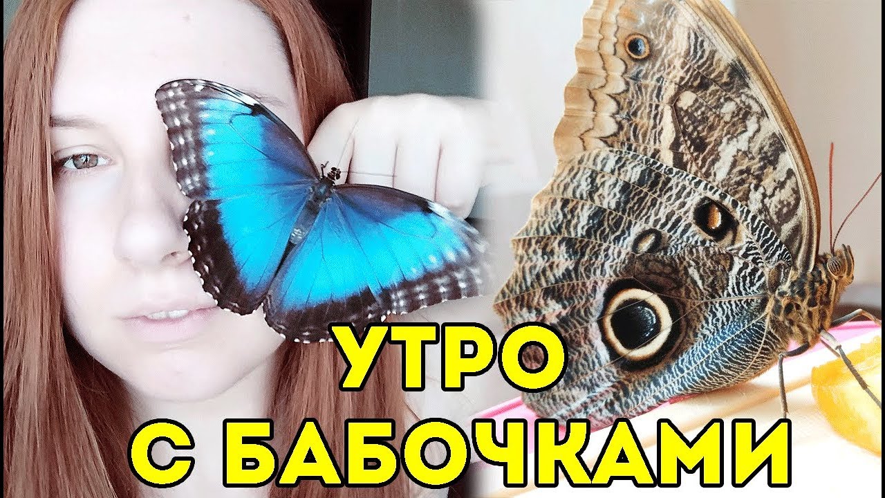 УМРУТ ГОЛОДНОЙ СМЕРТЬЮ? МОЁ УТРО С БАБОЧКАМИ. Ферма БАБОЧЕК ДОМА у SvinkiShow