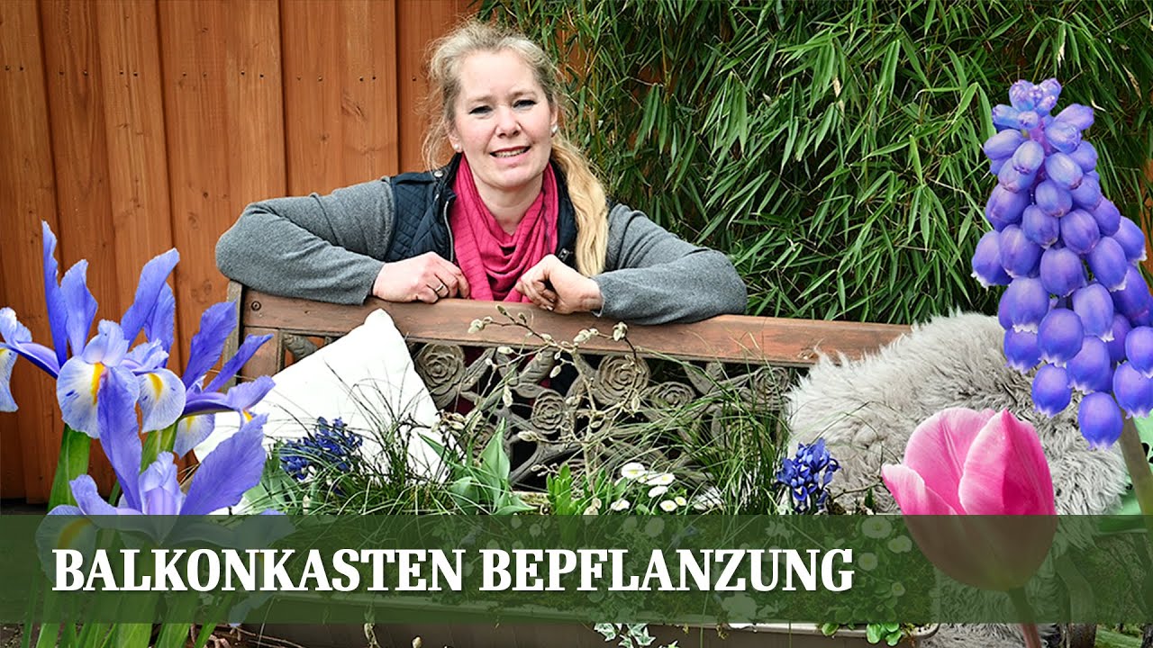 Balkonkasten Bepflanzung für den Frühling - Teil 1: Kühle Farben
