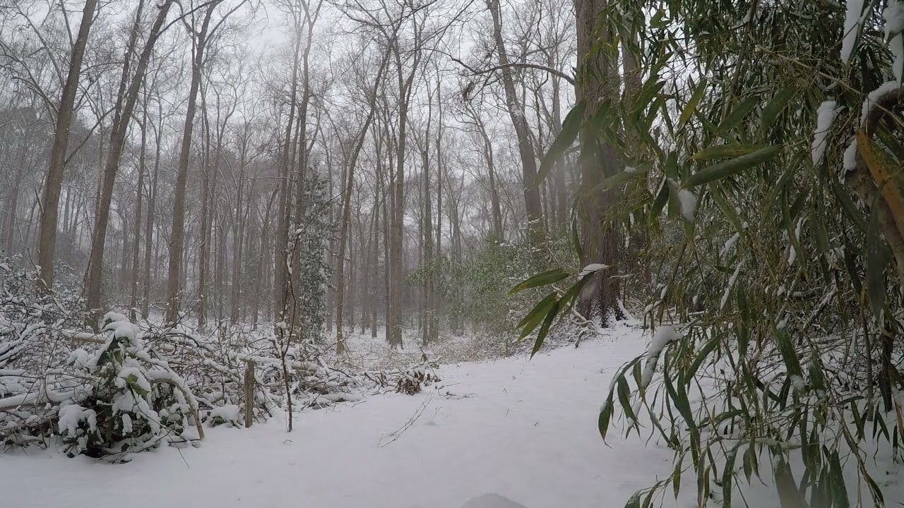 Snow in South Carolina Jan 31, 2026