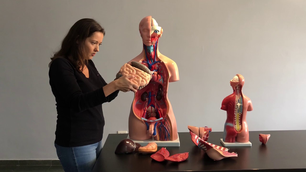 COMO MONTAR O MODELO ANAT&Ocirc;MICO? TORSO HUMANO BISSEXUAL DE 85CM E 24 PARTES DA COLEMAN
