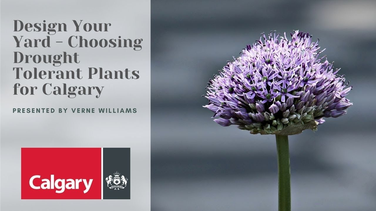 Design Your Yard - Choosing Drought Tolerant Plants for Calgary