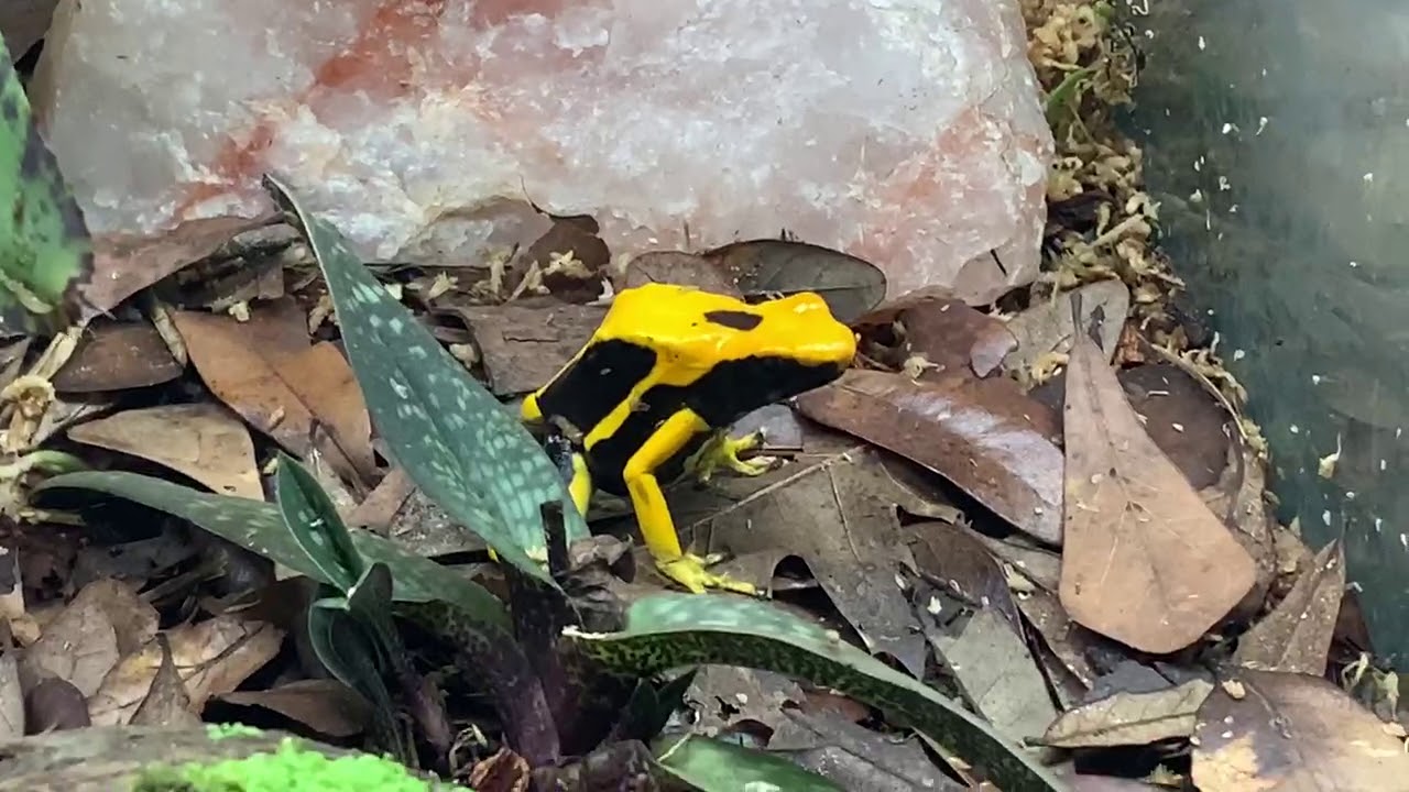 Houston Frogs: All About Dendrobates Tinctorius Matecho Dart Frogs