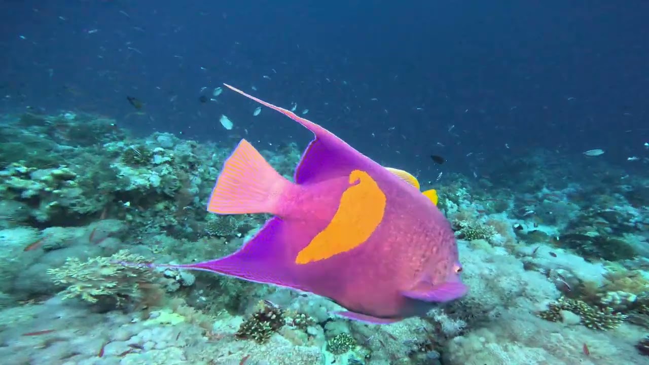 Straights of Tiran, Red Sea Diving