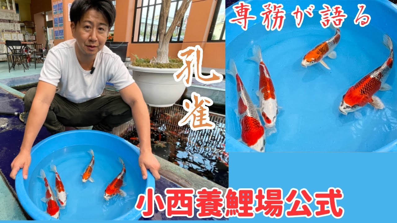 【公式】小西専務が語る孔雀！