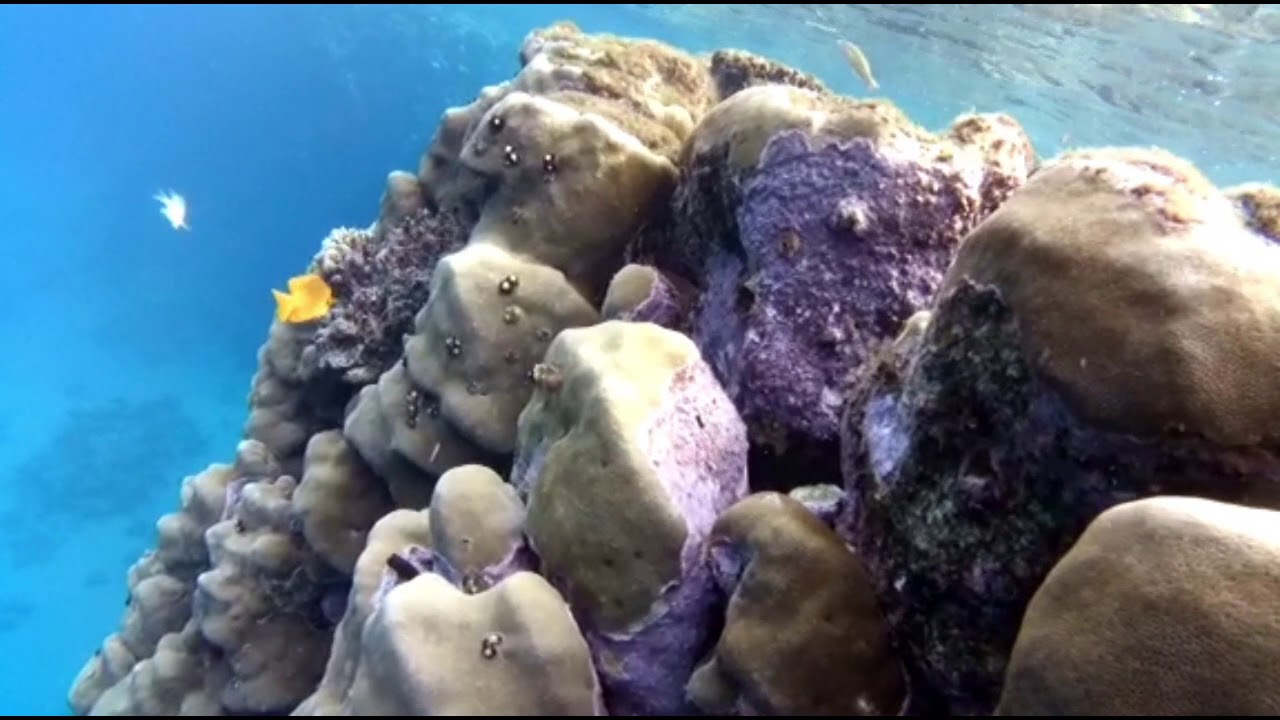 SNORKELING AL FANTAZIA RESORT