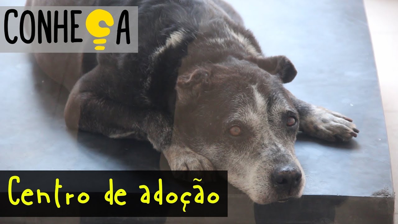 CONHEÇA - Centro Municipal de Adoção de Cães e Gatos (DVZ São Paulo)