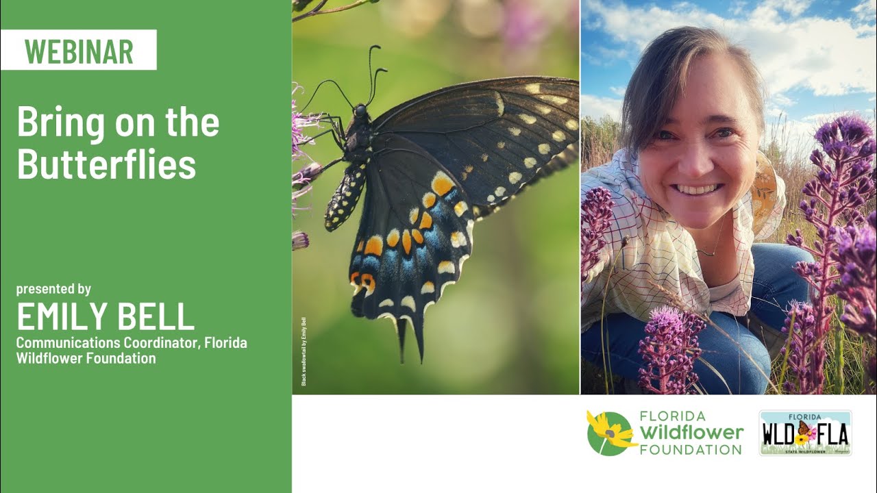 Bring on the Butterflies