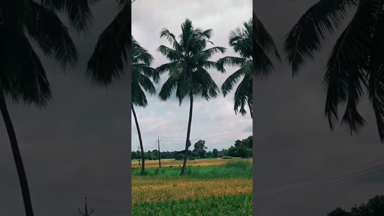 24 September 2024beautiful🔥 village in Kerala #kollenkodu #keralanellara#