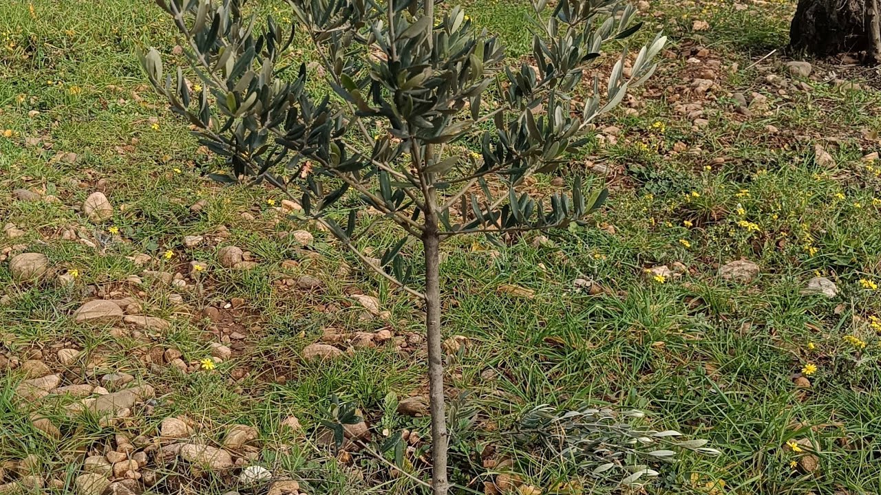 How to Prune Young Olive Trees | Single Leader (Thinning) Pruning