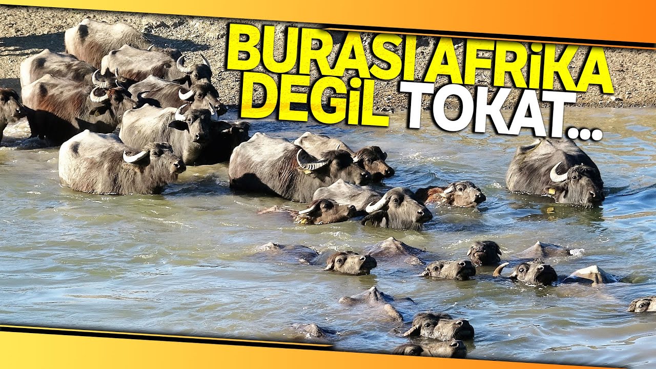 400 Mandanın Suya Koşma Anları Böyle Görüntülendi