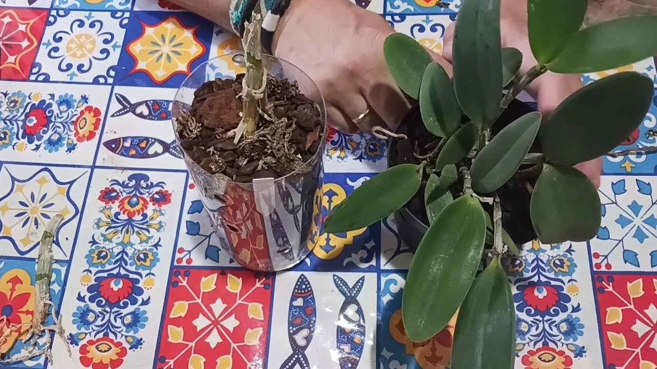 Unboxing orquídea Catasetum Saccatum y Cattleya Tsuki.