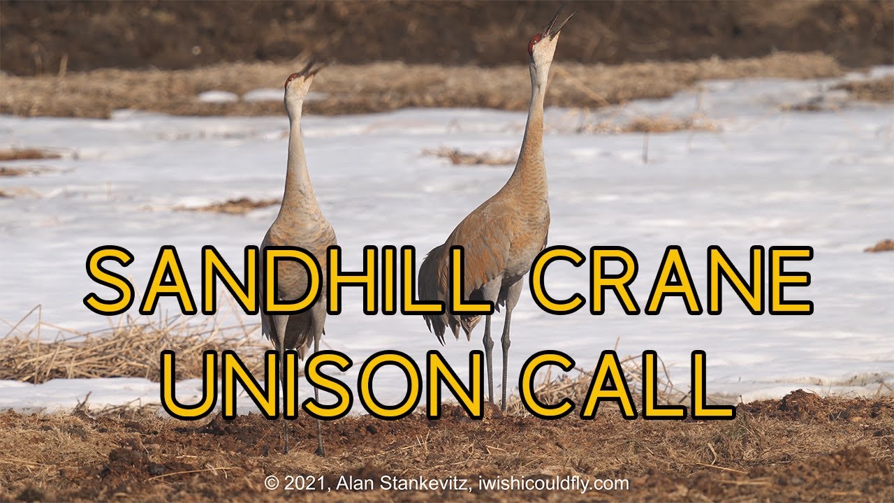 Sandhill Crane Unison Call