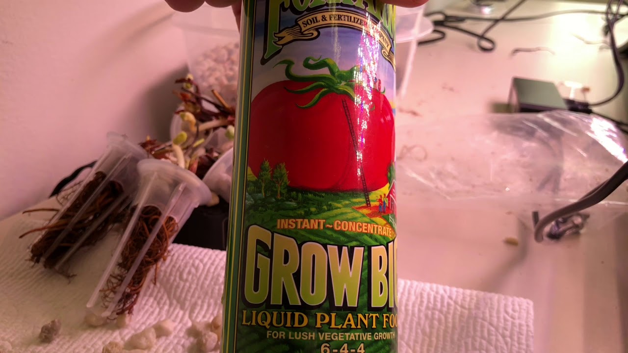 How to Grow Strawberries in an AeroGarden, Part 1