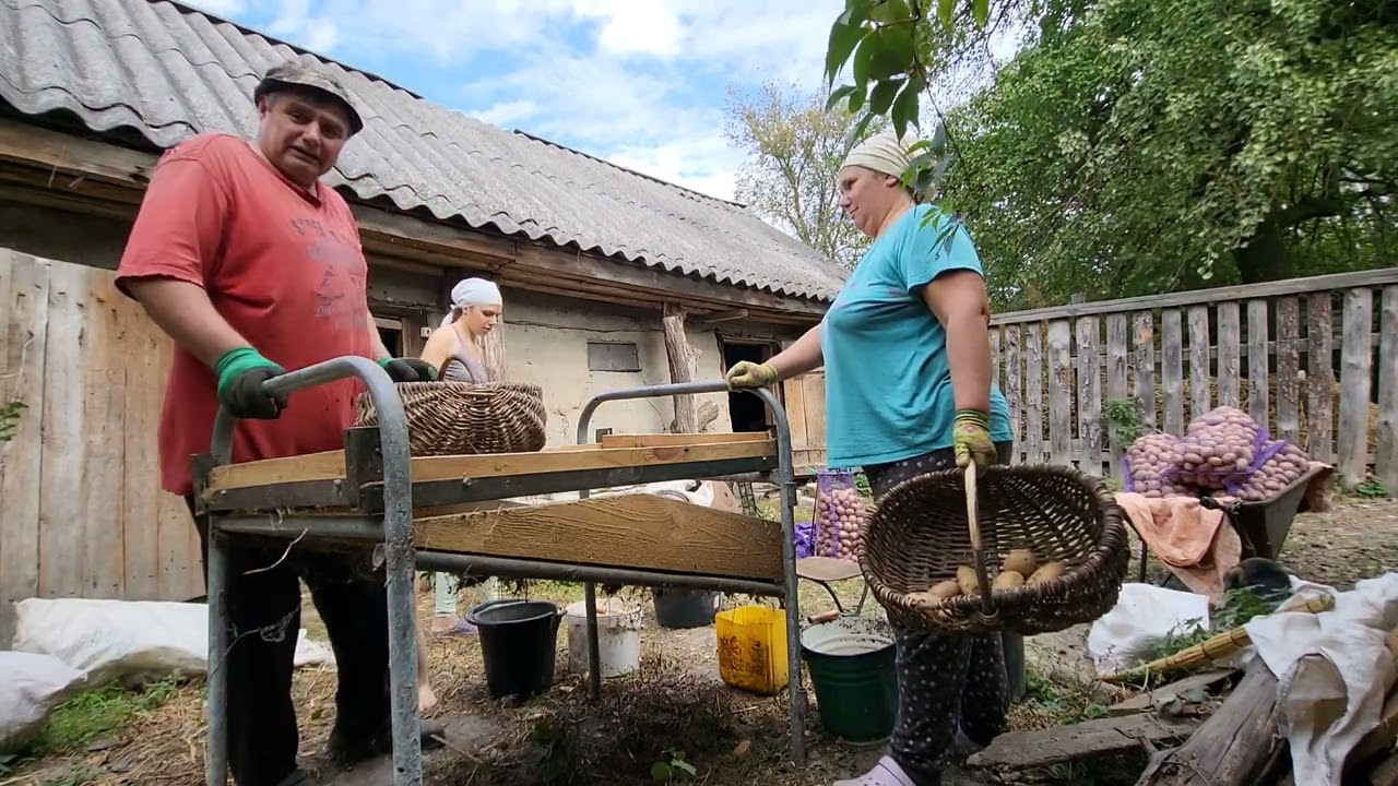 Олексій Товстий. Сортування картоплі.  Сортувальниця своїми руками