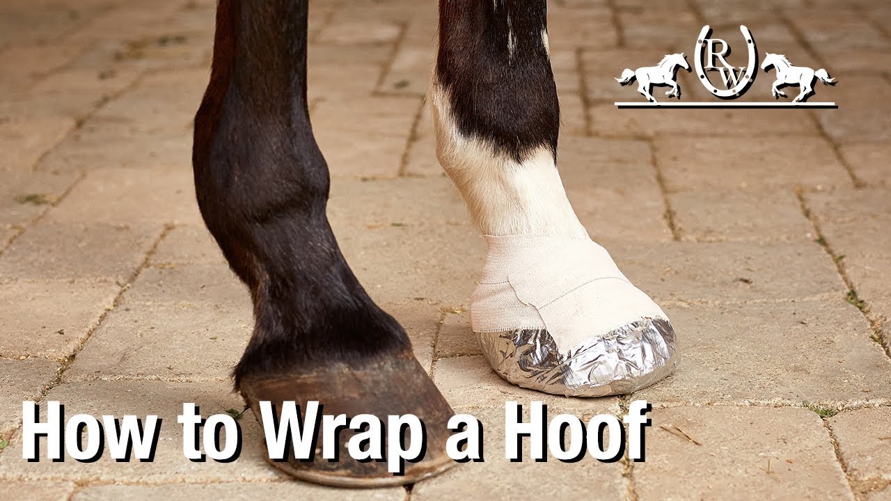 How to Soak & Bandage/Wrap a Horse Hoof