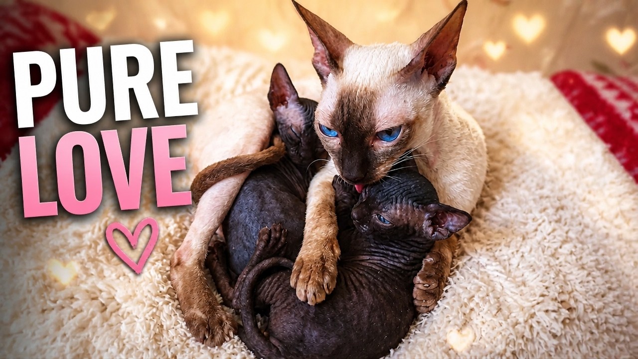 Mother Cat Cuddles Her Newborn Kittens All Evening 🐱