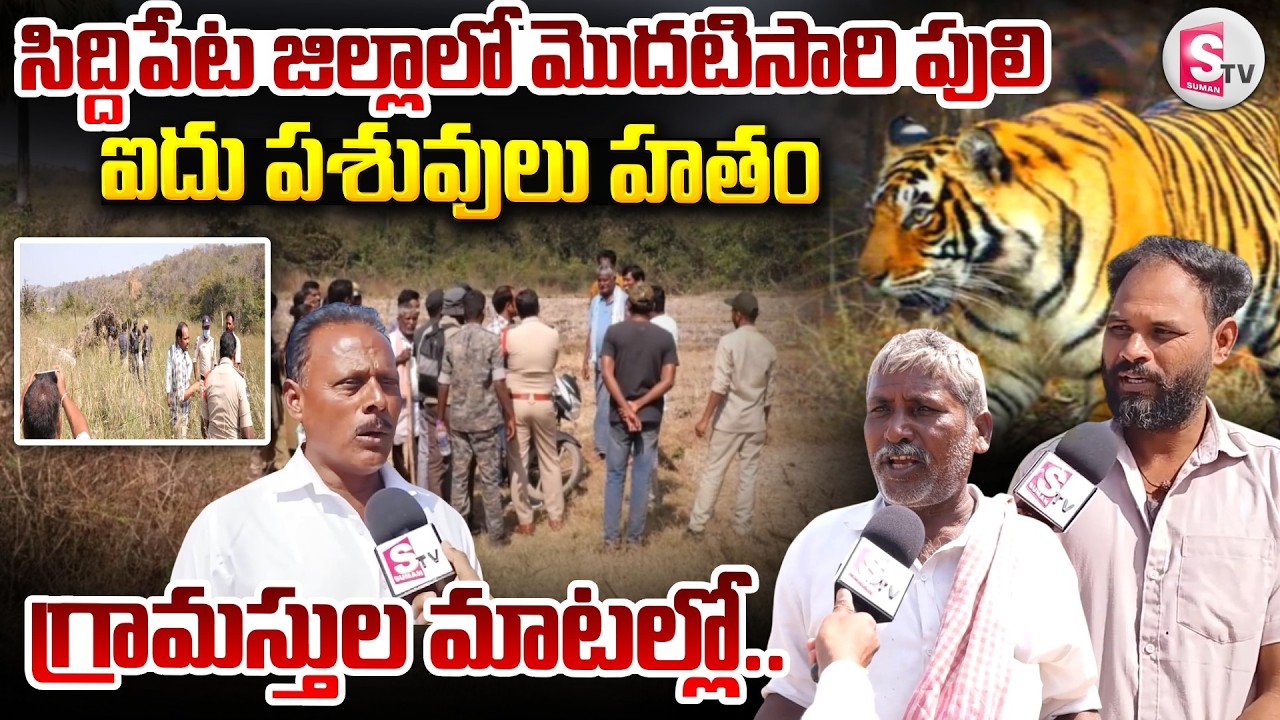 Tiger Hulchal In Siddipet : 10 అడుగుల దూరంలో పులి.. గ్రామస్తులు చెప్పిన షాకింగ్ నిజాలు | Tiger Alert