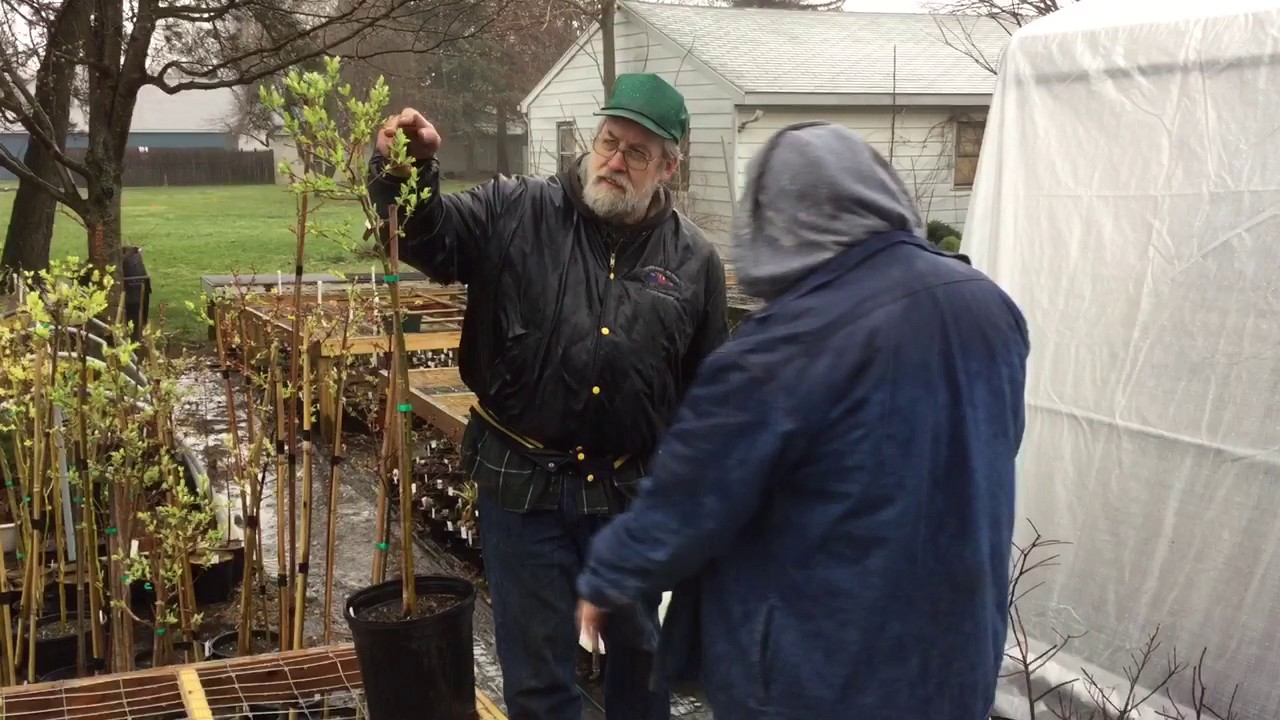 Growing Dappled Willow from Hardwood Cuttings