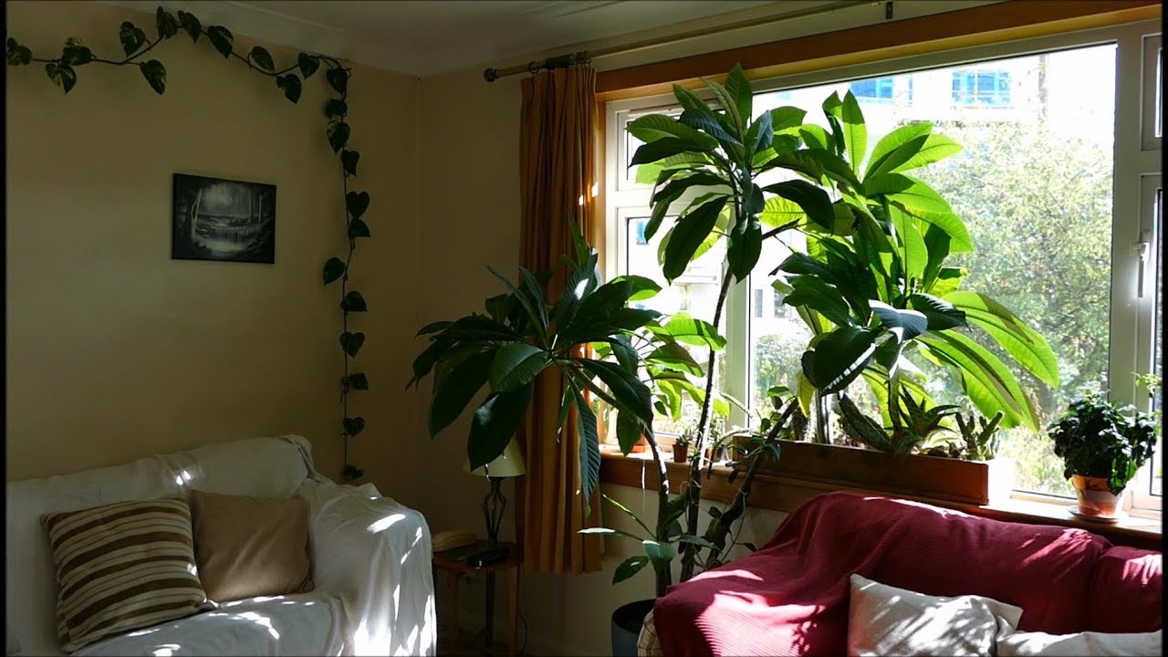 How To Make Your House Into A Jungle