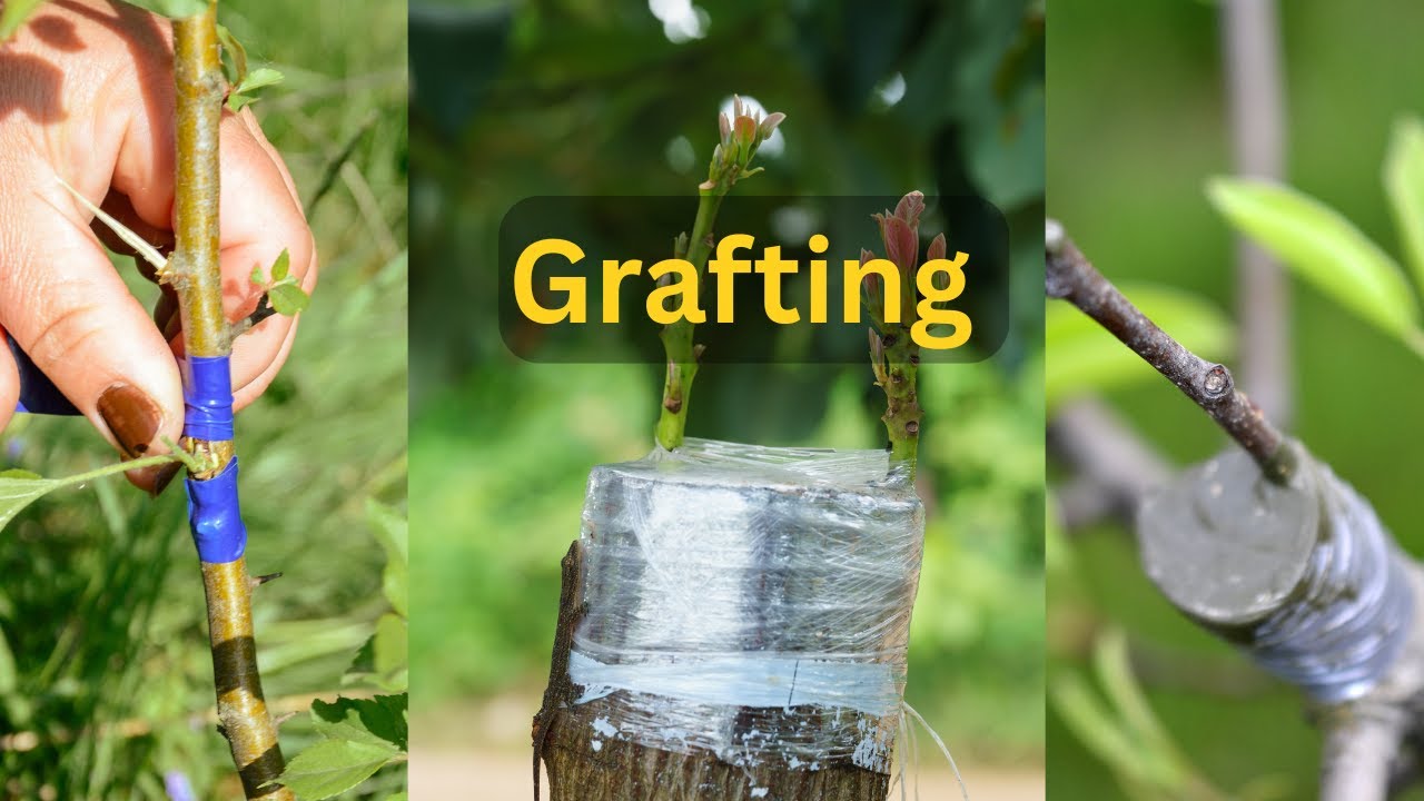 Easy grafting technique for fruit plants #satisfying #bonsai #asmr #shorts