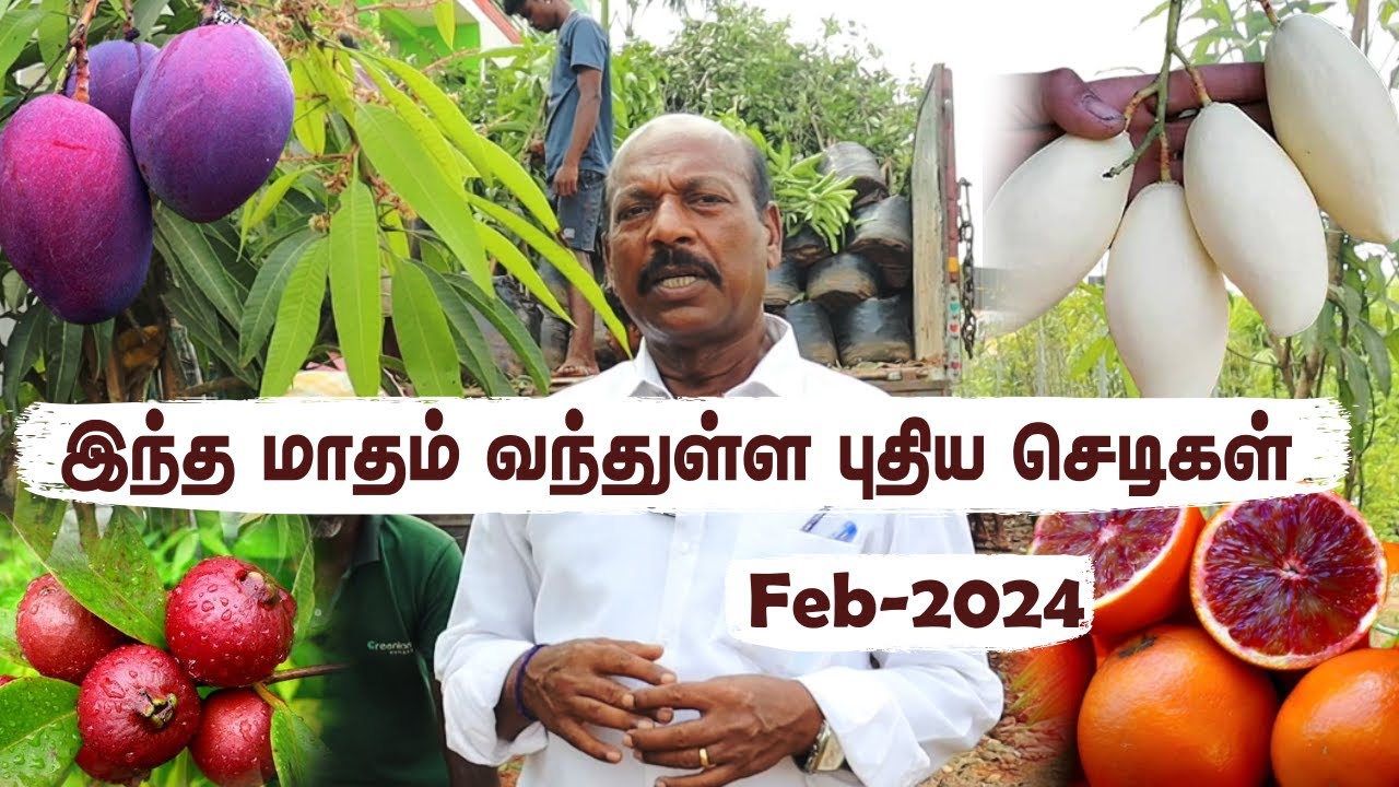 புதிய எஃசோடிக்  பழ செடிகள் இறக்குமதி  | Greenland Nursery: Explore Rare and Exotic Plant Varieties 🌿