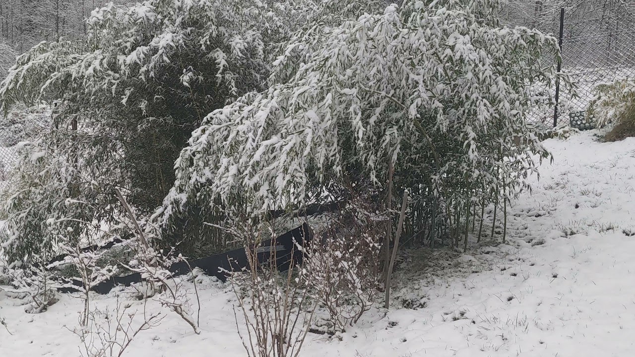 Bamboo bambus Moso, Spectabilis, Shanghai 3, S3 zima 2021