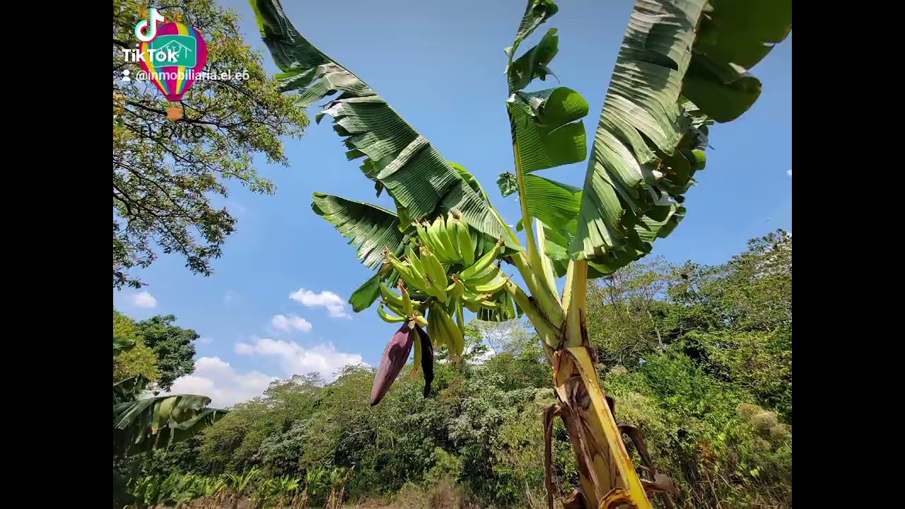 VENDO PRECIOSA FINCA EN ZAPOTITAN 13 MANZANAS