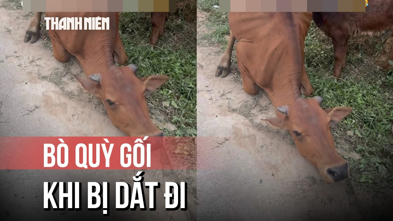 Clip con bò quỳ xuống khi bị dắt đi: Cái kết khiến nhiều người bất ngờ