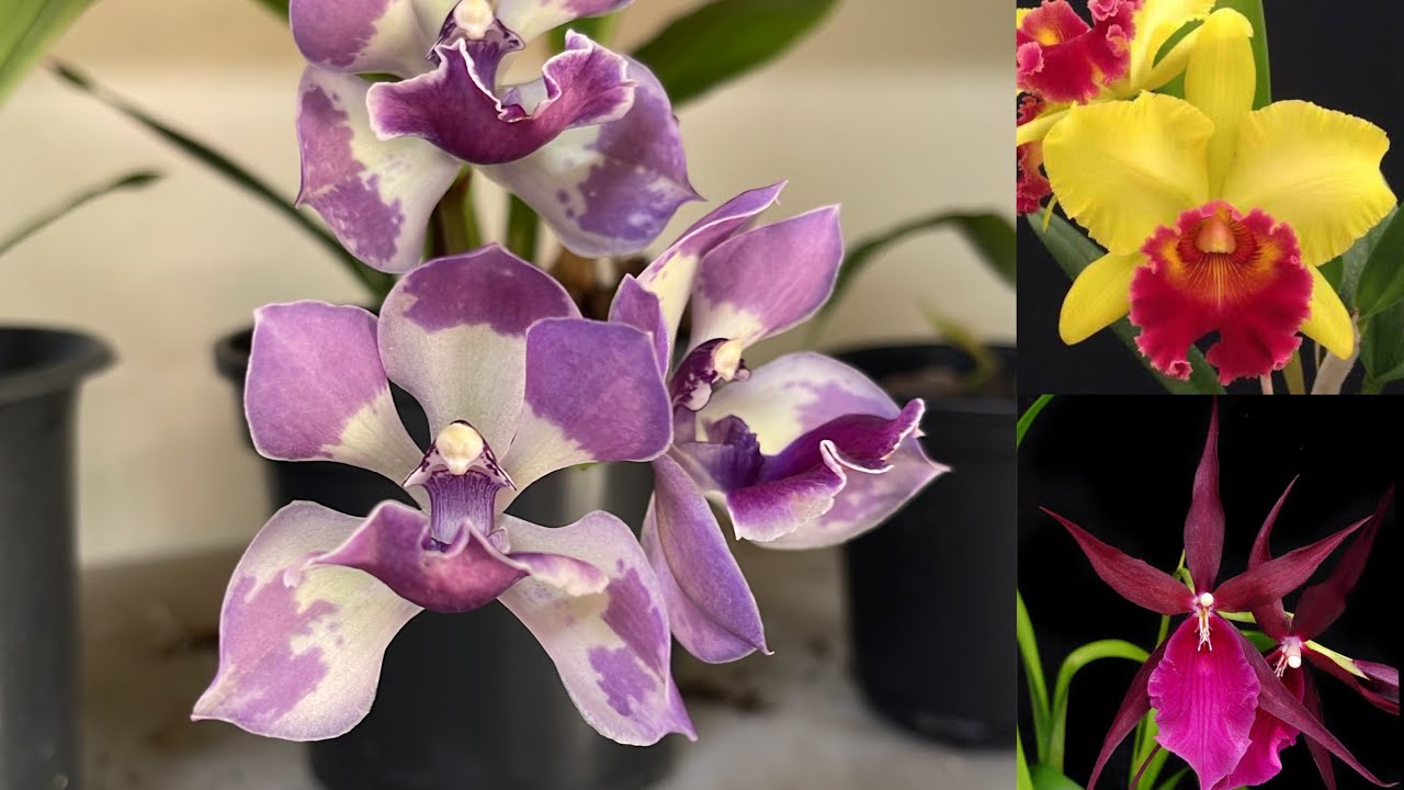 Novo ano com novidades de orquídeas!