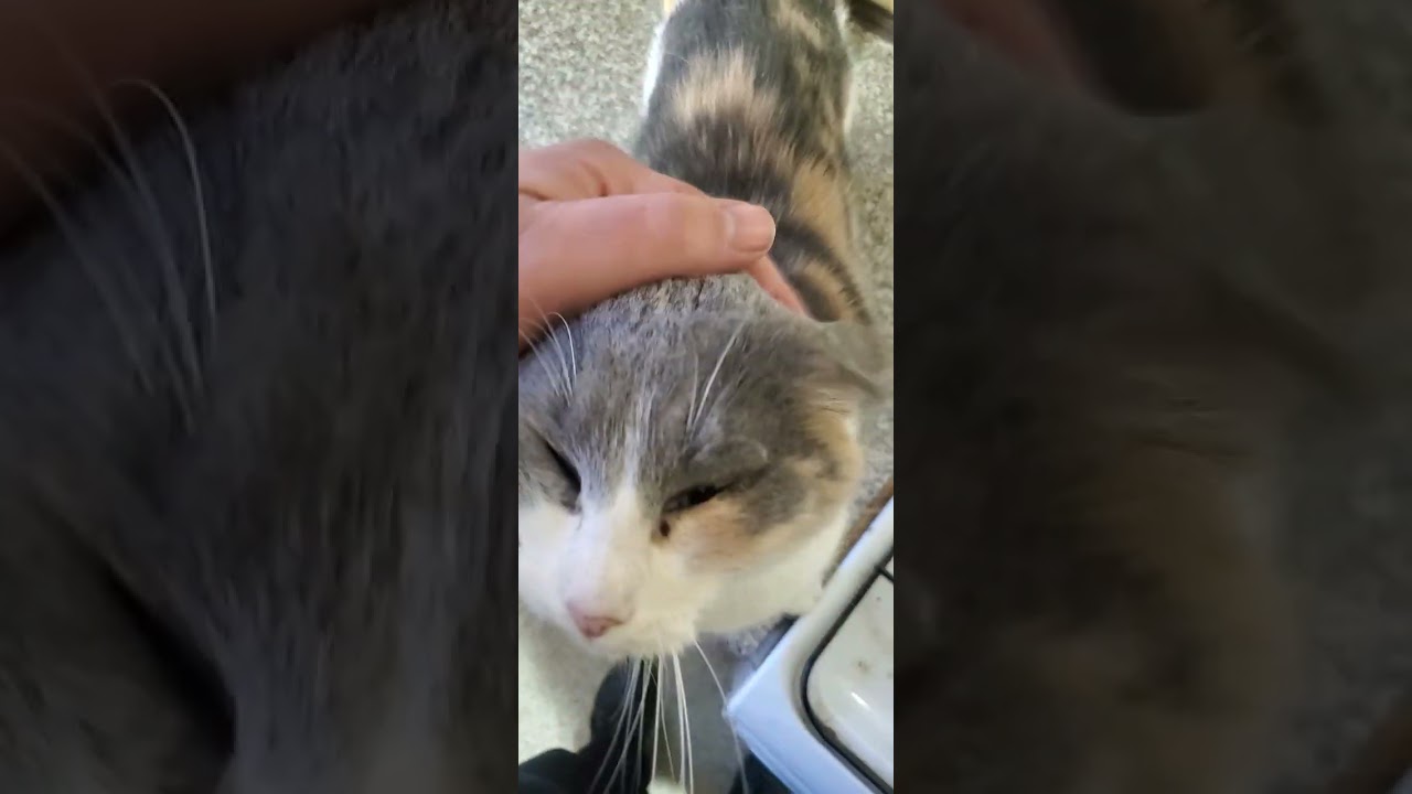 Котики на передержке 