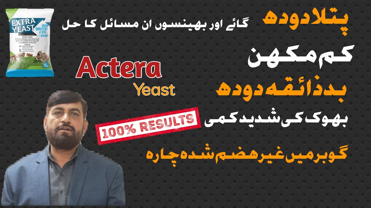 Use Of Yeast Powder For More Milk گاڑھا دودھ | More Fat percentage In Cattle And Buffalo