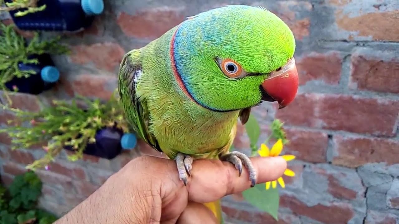 indian ringneck talking Mian Mithu |Talking Parrots