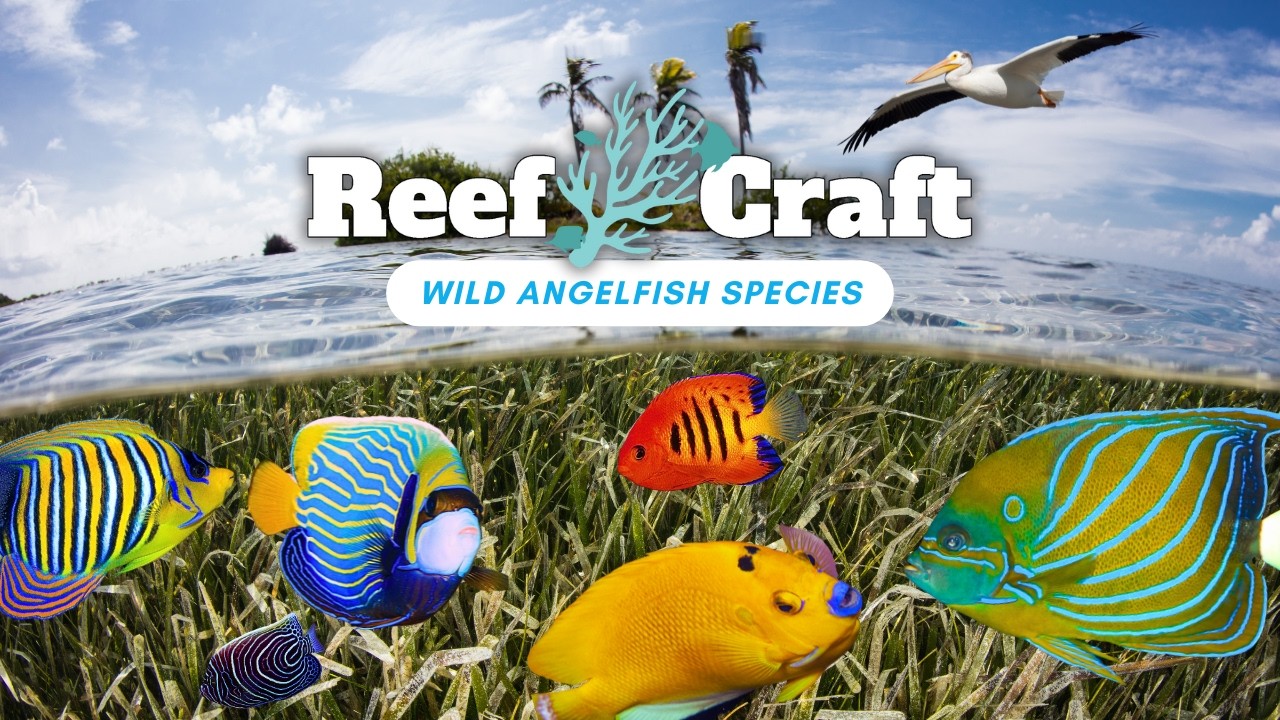 Let's Explore Wild Angelfish: Rare Aquarium Species in Their Natural Habitats