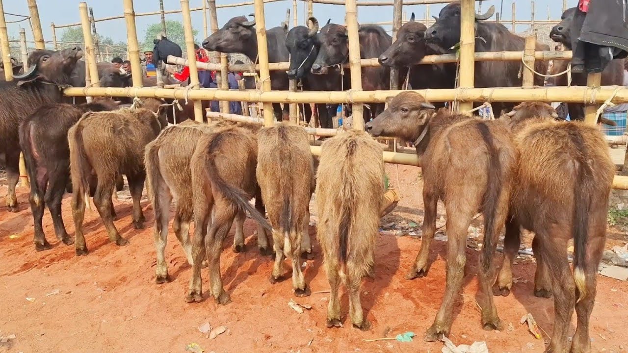 ২০/১/২৬/পানির দা*মে ছোট ছোট হাড্ডি জেল খাটা মহিষ ক্রয় করার সুযোগ গেল আজকে রাজশাহী সিটি হাটে!!