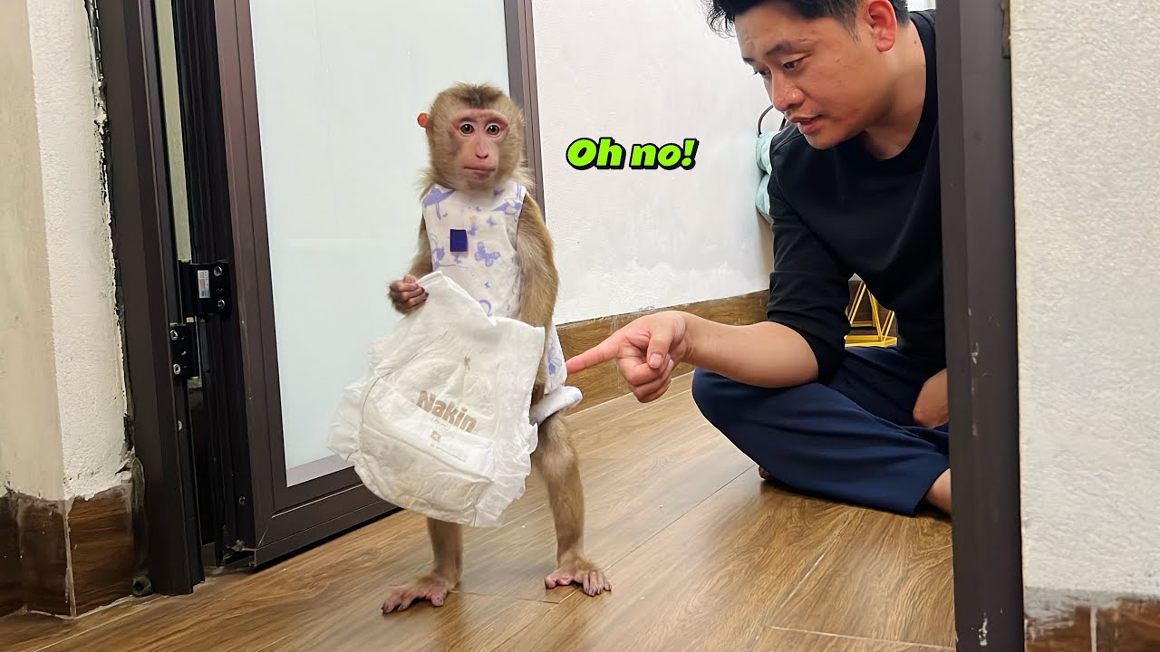 monkey Tina used diapers to pretend to go to the toilet in order to bury Tuan.