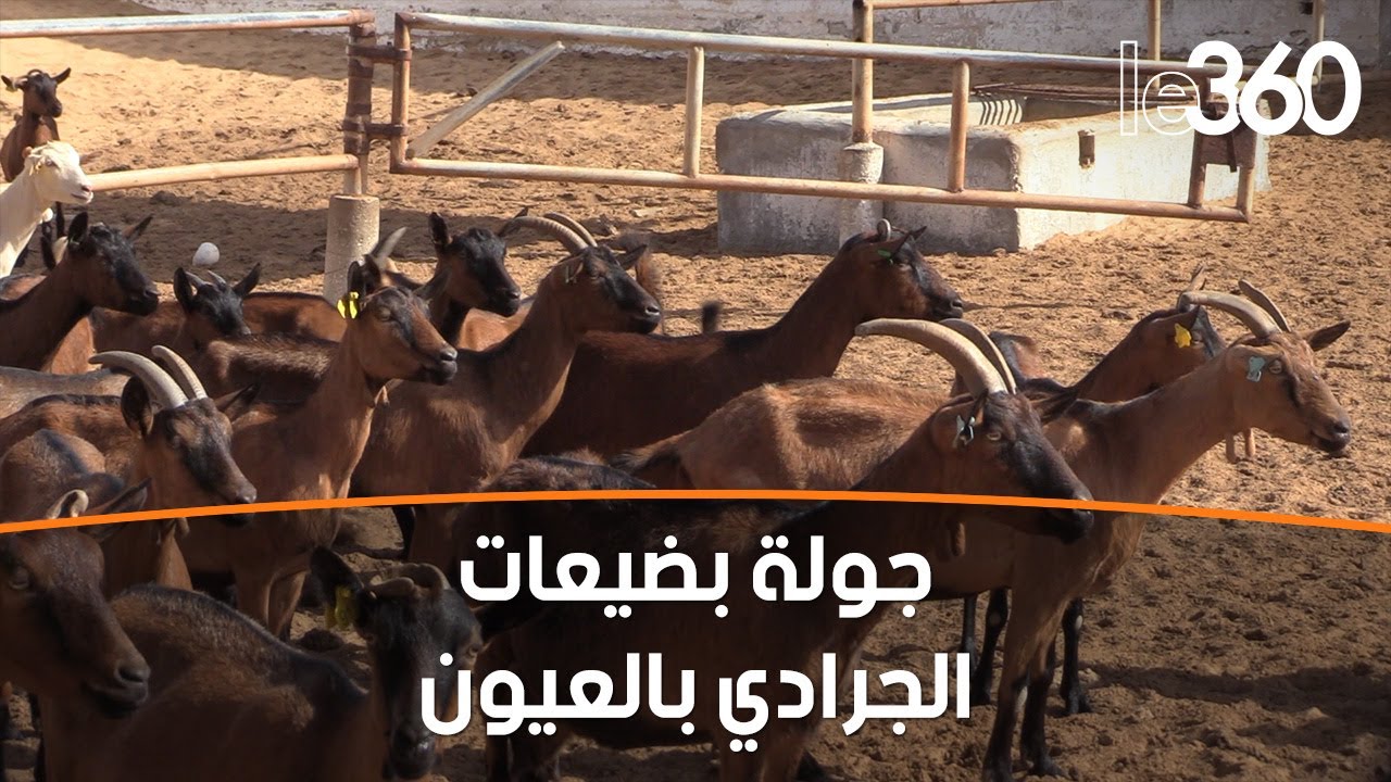 كاميرا Le360 تأخذكم في جولة وسط ضيعات 