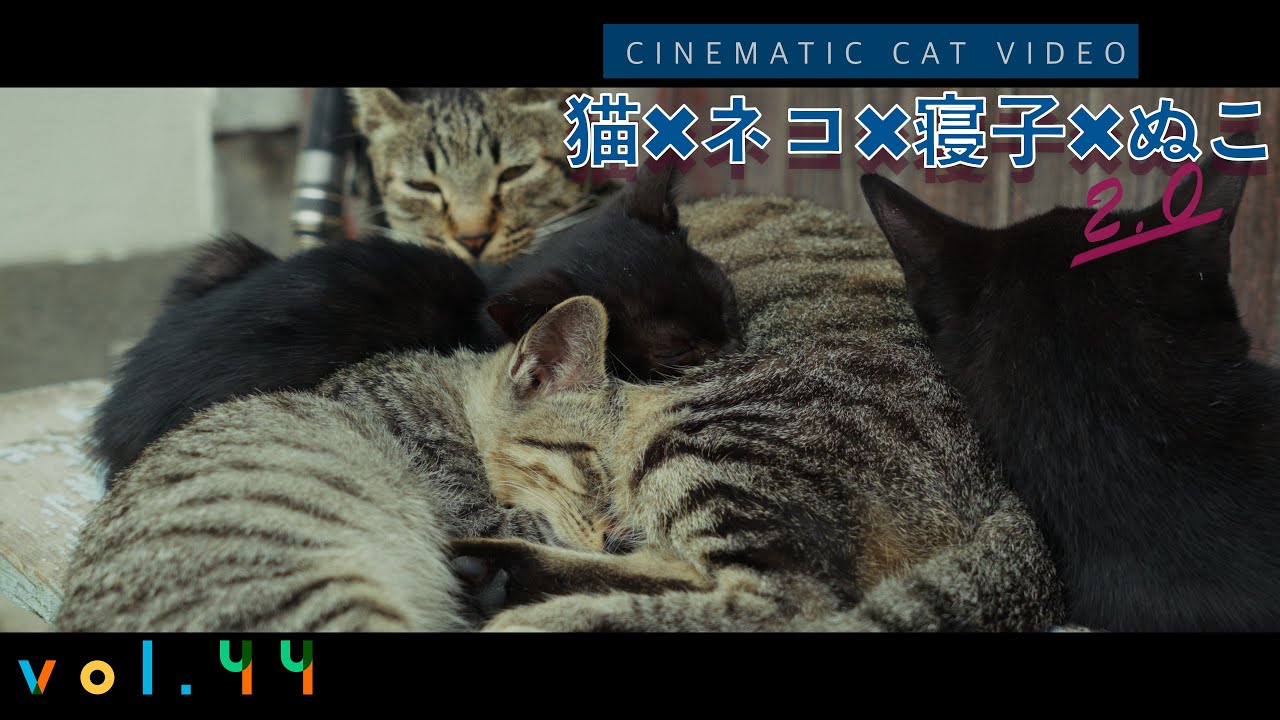 【本編】キジトラ母さんの周りで元気に遊びまわる子猫達。そんな猫達の日常🐾 猫×ネコ×寝子×ぬこ 2.0 vol.44