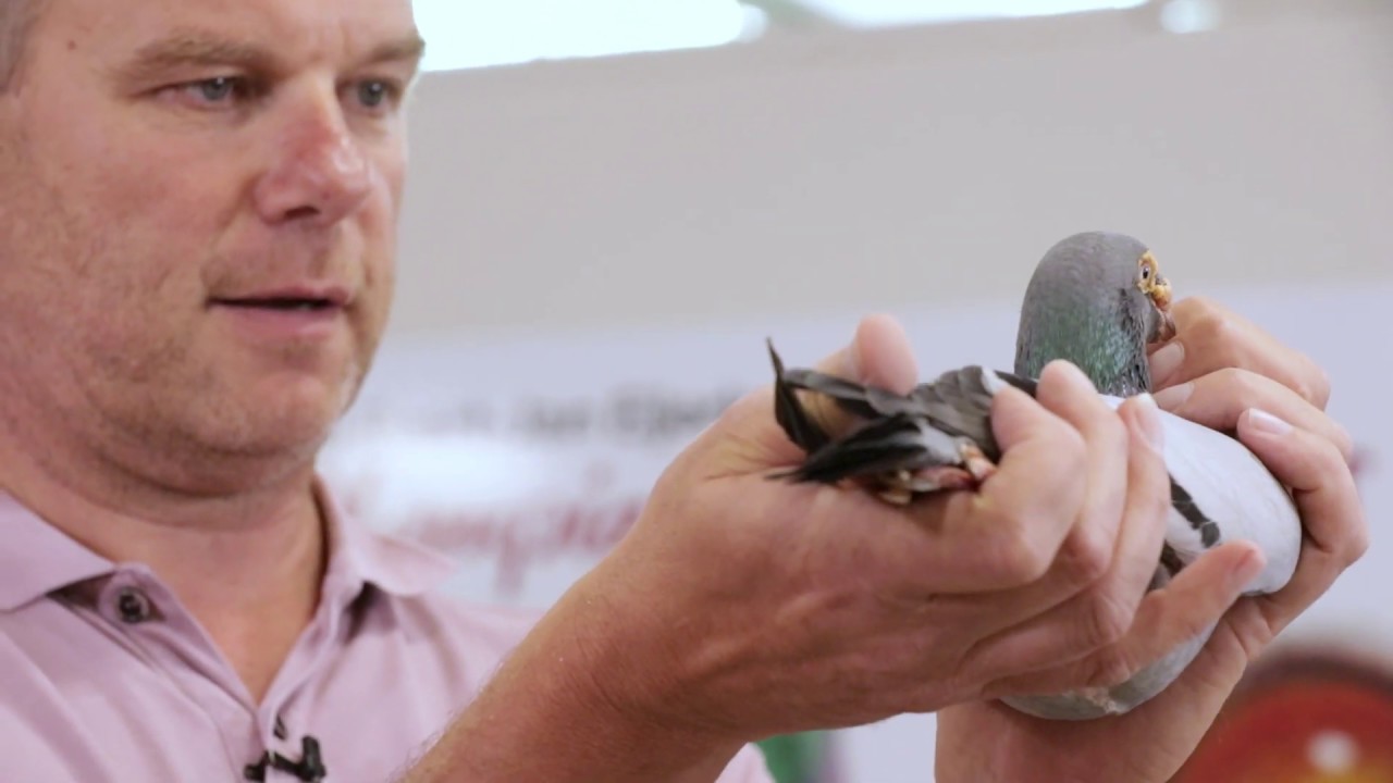 Presentation of super breeder Rossi (Heremans-Ceusters)