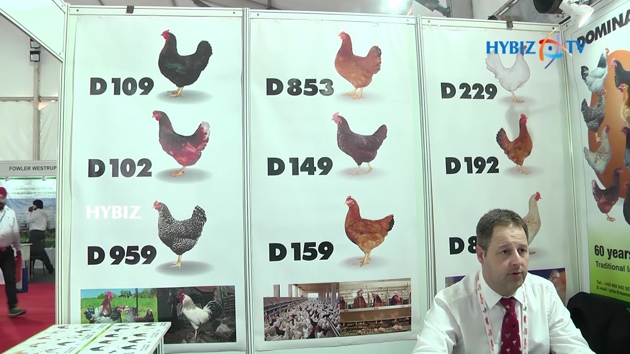 Dominant CZ || Poultry India 2017 Hitex Hyderabad