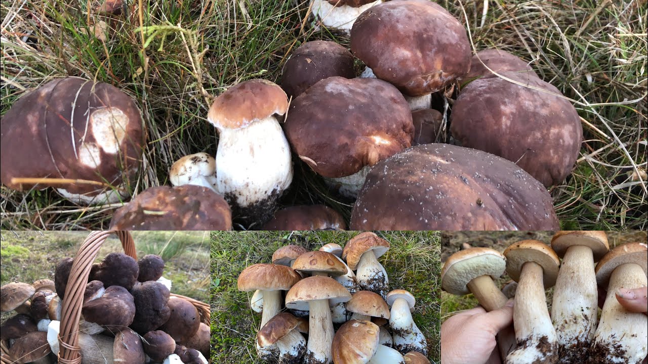 ล้นแล้วล้นอีก # เกิดเป็นกลุ่มเป็นครอบครัว # หมานเกินไป # Picking porcini mushrooms.17/20/22.
