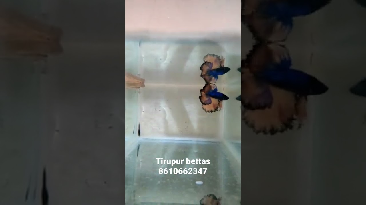 Bettas for sale in Tirupur #tirupurbettas