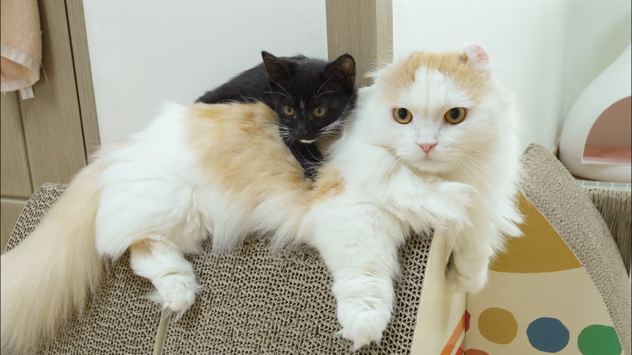 What Happens When the Rescued Kitten and the Big Cat Become Friend │ Episode.72