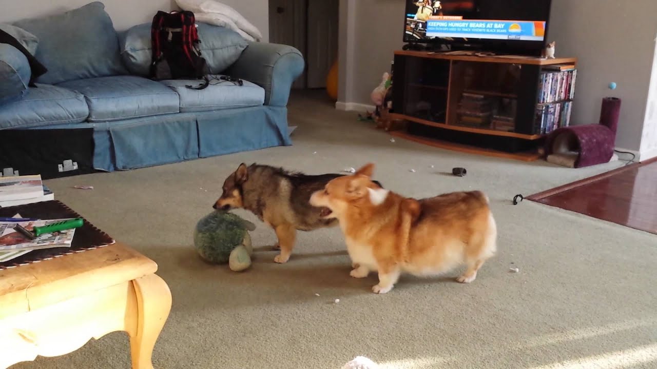 Corgi & Swedish Vallhund Play 2