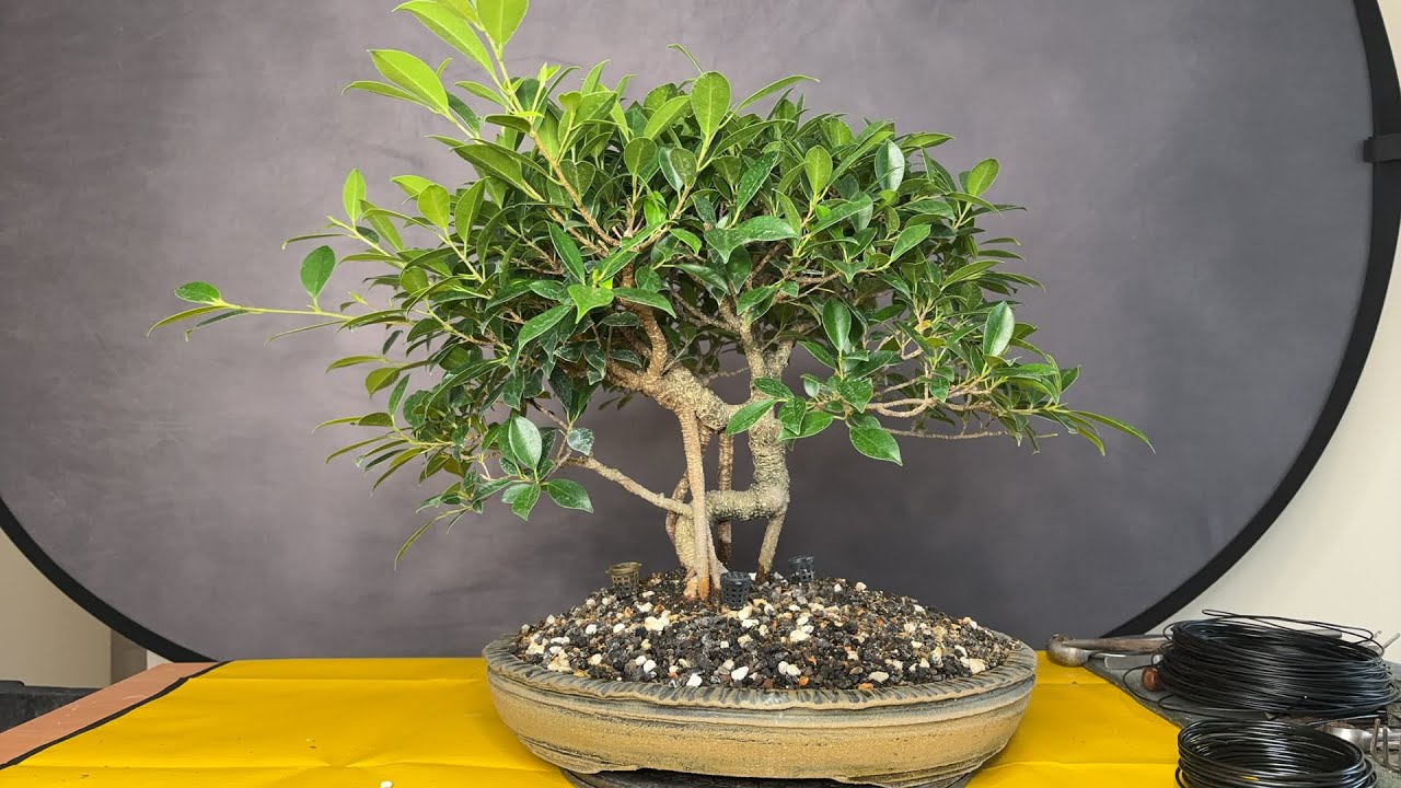 We are The Bonsai Supply is live!
