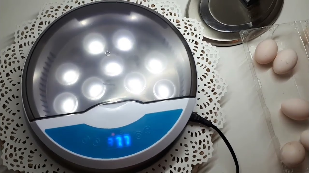 TESTUJEMY INKUBATOR DO JAJEK, 🐣JAJKA SEBRYTEK